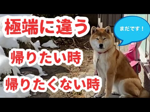 柴犬のお家に帰りたい時と帰りたくない時の態度が極端に違いすぎて面白い Shiba Inu Dog Youtube