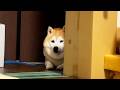 お姉ちゃんが家を離れてしまい、放心状態になる柴犬