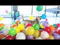 SURPRISING MY DOG WITH 200 BALLOONS (HE FREAKS OUT)