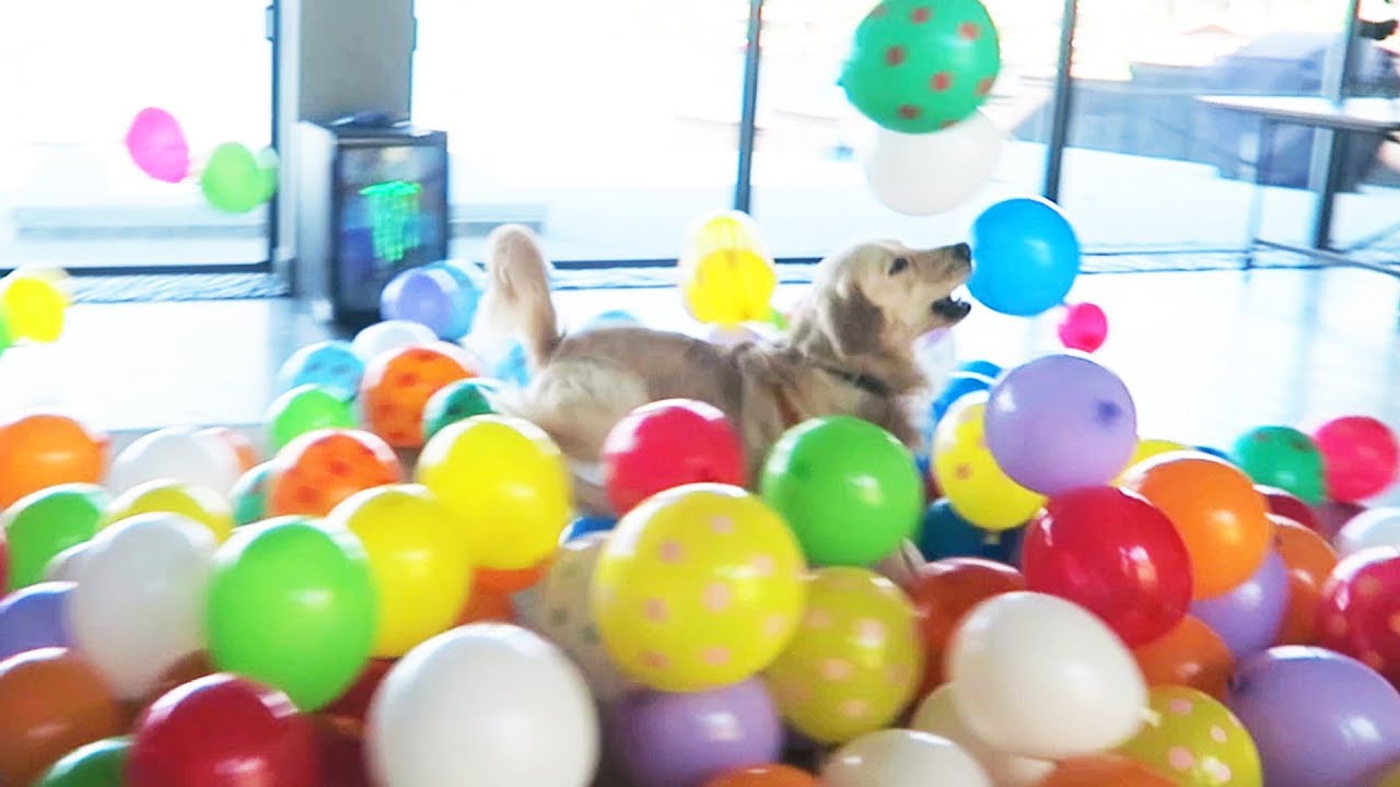 SURPRISING MY DOG WITH 200 BALLOONS (HE FREAKS OUT) YouTube