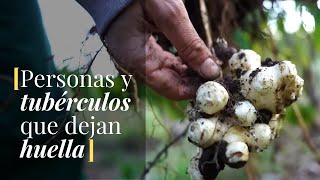 Yuca ➞  Yacón ➞  Tupinambo ➞  Cúrcuma.