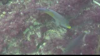 sharptail eel Myrichthys breviceps 2021 07 05 1914EDT CamOp Scout
