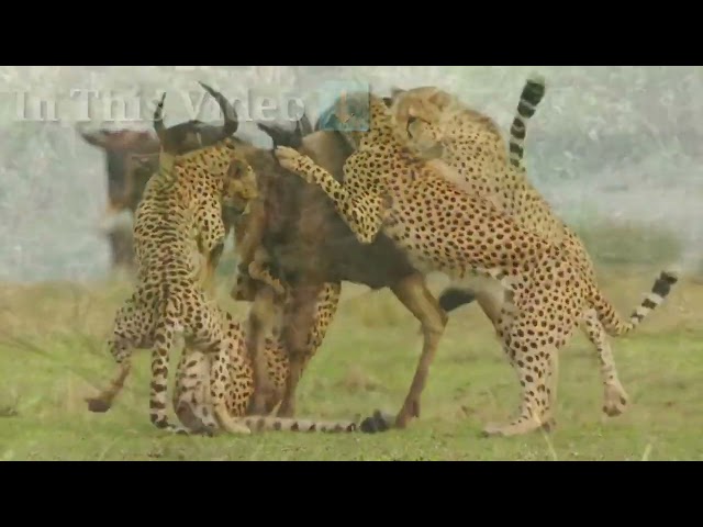 Animal Lover Ranu | Channel Section class=