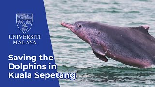 Saving the Dolphins in Kuala Sepetang | UM EKSKLUSIF (2023)