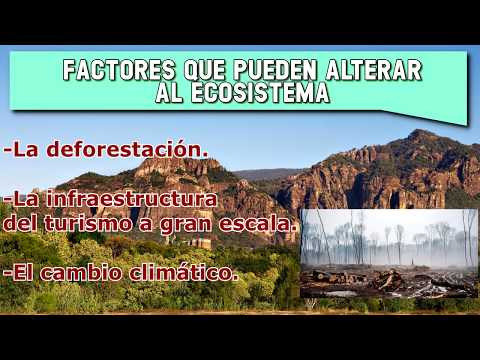 Selvas secas -DESARROLLO