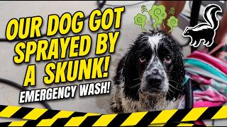 OUR DOG GOT SPRAYED BY A SKUNK