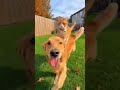 😂 HILARIOUS Cat Riding Dog! 🐱🐶 Epic Speed & Jumps! | Flow Genius"