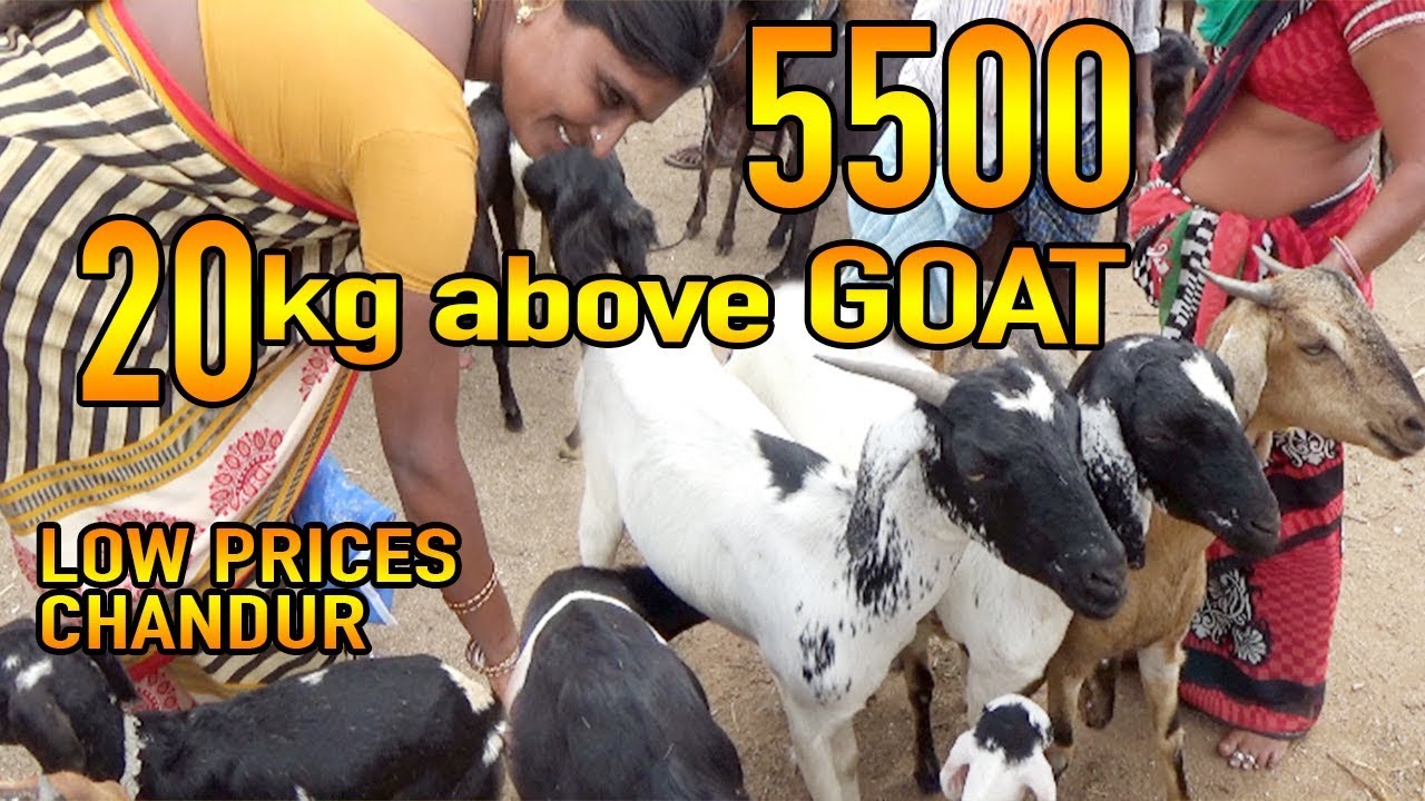 20Kg Goat 5500 in Chandur Market | Bakra Mandi in Chandur | Low prices for Goats