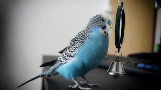 Parakeet sounds | Budgie singing to mirror