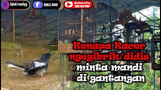 Kenapa Kacer Ngegibrikdidis Minta Mandi Di Gantangan  Channel Legend