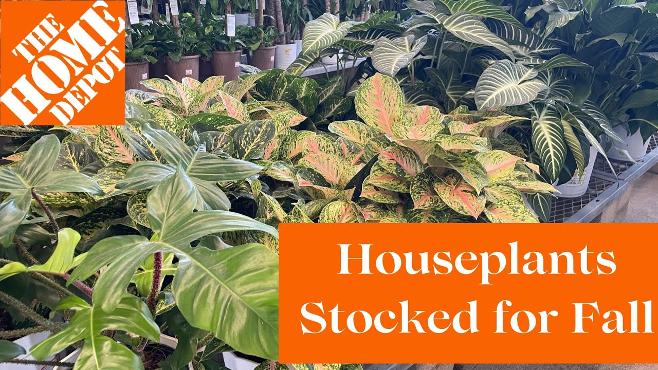 FULLY STOCKED WITH HOUSEPLANTS FOR FALL HOMEDEPOT PLANT SHOPPING