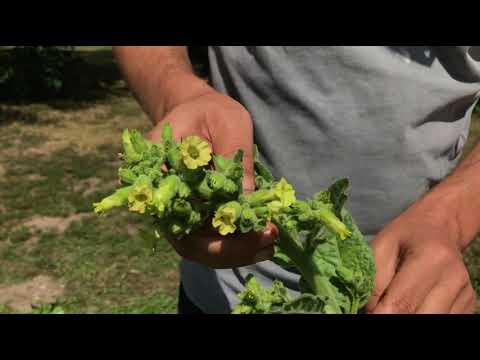 Der Tabak in "voller" Blüte