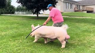Shipley Swine Genetics Yorkshire boar Frosty
