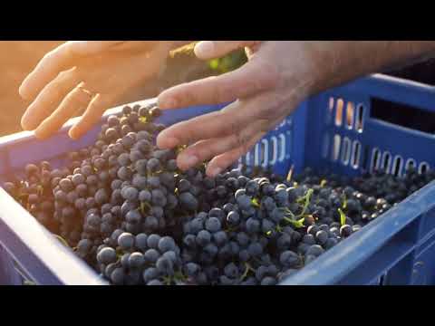 Винодельня "ВЕДЕРНИКОВЪ"