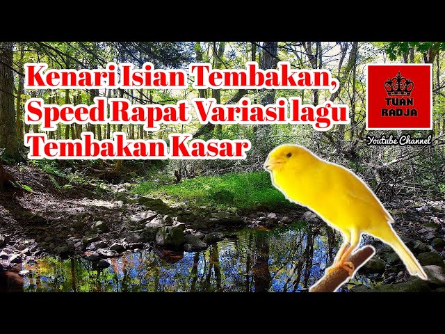 Kenari isian tembakan, speed rapat dengan variasi lagu dan tembakan kasar class=