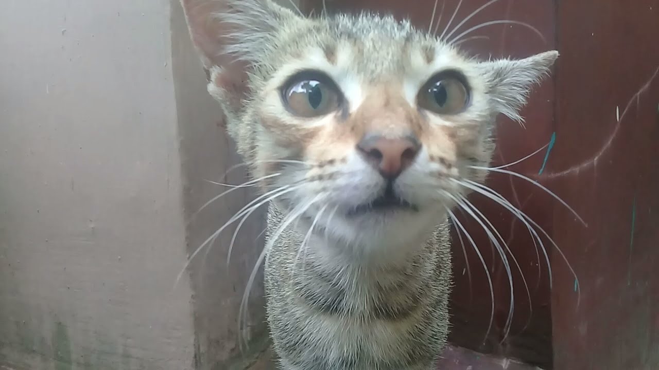  Terbaru  kucing  kampung YouTube