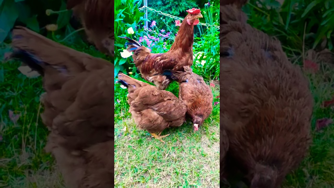 Rhodes Island Red RIR Hens Available 🐓🐔