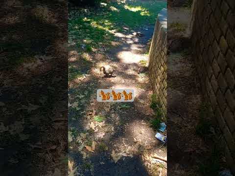 #monkey #cute #animation #animals #garden #bonjour #buongiorno #italy #nature #beautiful #like #god
