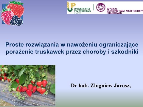 Proste rozwiązania w nawożeniu, ograniczające porażenie truskawek przez szkodniki i choroby