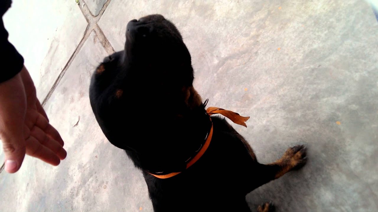 Genesis Rottweilers Rottweiler Génesis :D - Playing with Génesis - YouTube