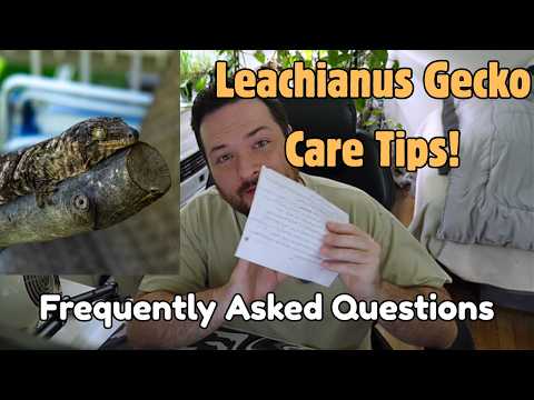 Leachianus Gecko FAQs: Everything You NEED to Know!