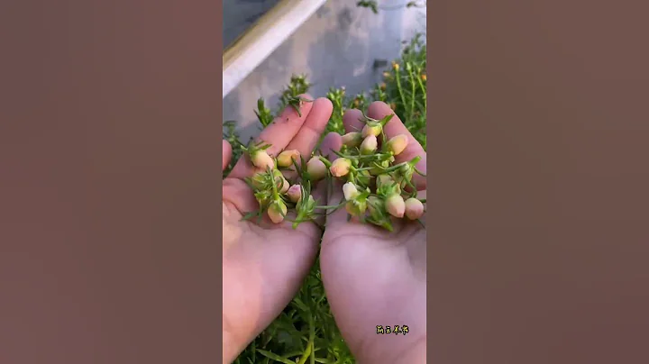 pick flowers put in plate water at it also blooming #portulaca