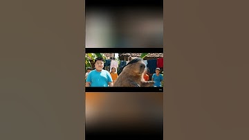 capybara và bà - Capy chơi trốn tìm ăn gian quá trời