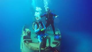 KITTIWAKE DIVE