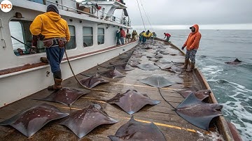 Khám Phá Cách Ngư Dân Hàn Quốc Đánh Bắt Và Chế Biến Cá Đuối Lên Men - Đánh Bắt Cá Đuối Siêu Dễ