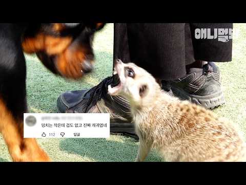 🤷🏻‍♂️  #<strong>동물농장</strong> #동물농장모음집 #animalfarm