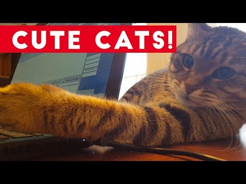 little-kittens-and-cute-cats-compilation-|-funny-pet-videos