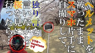 【250DUKE】桜の名所にヘルメット被ったまま潜入してみたら…/モトブログ #126
