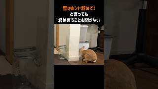 君は言うことを聞かない #うさぎ #rabbit #bunny
