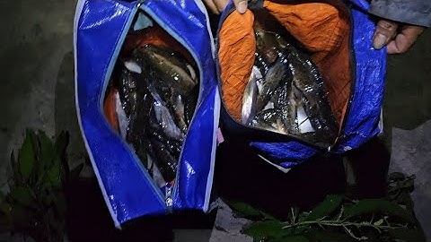 Câu cá trê vàng Tân Hưng Tiền Giang ngày 12 tháng 1 trúng cá nữa anh em ơi/ Phong Phan-TV