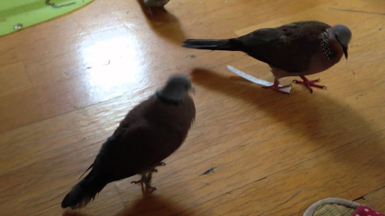 紅鳩求偶舞 Youtube 紅鳩求偶舞 Youtube