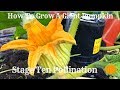 How To Grow Giant Pumpkins, Part 10, Pollination
