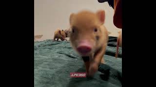 Mini pigs walk around on blanket