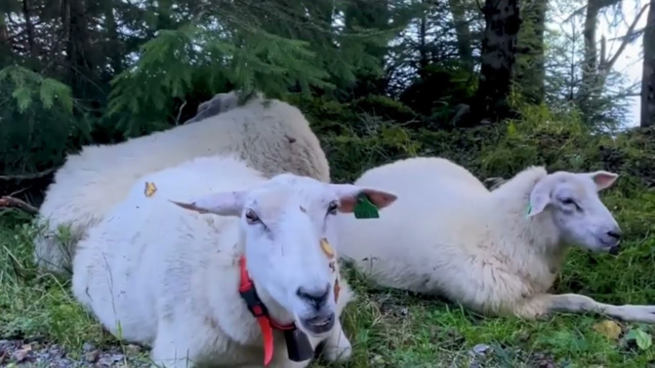 AI Lovers video generator An amazing sheep's story..Blues AI Lovers