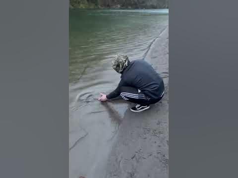 Белый Осетр - YouTube
