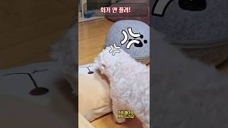 고양이 때문에 놀란 강아지 완전 빡쳤네