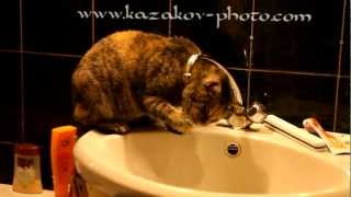Кот моется и пьёт воду. Где моя вода? Cat and water! Кот моется и пьёт воду. Где моя вода? Cat and water!
