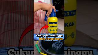Begini Loh Caranya Memandikan Konin‼️Walau Biasa Mandi Sendiri Tapi Menjaga Bulunya Tidak Lengket‼️