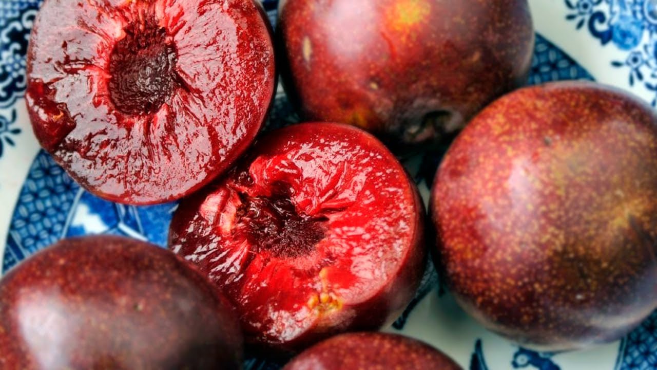 Are Plums Good For You? 8 Reasons To Eat Plums Everyday