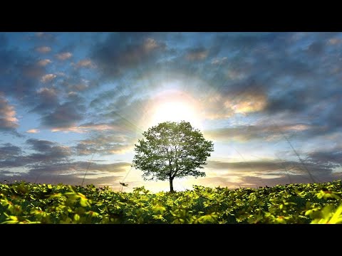 The Harbingers of Spring | by Woven Green | Spoken Word Meditation Music