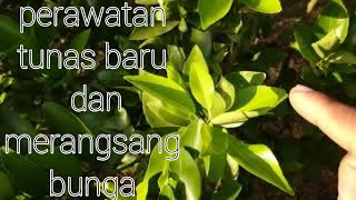 Penyemprotan tunas baru pada pohon jeruk dan merangsang pembungaan screenshot 3