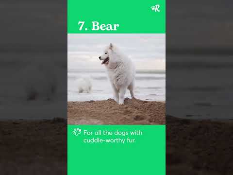 Video: Major Mastiff, or Ca-de-bo dog: description photo, breed characteristics, owner reviews