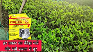 Fortex 10G Phorate 10%Cg मर सभ जमन कड क नरसर म दमदर रजलट क सथ Praveenthakur