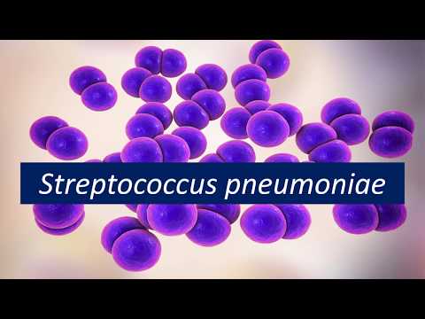 Vídeo: Comparação Da Virulência De Streptococcus Pneumoniae Em Estoques De Ratos ICR De Três Origens Diferentes