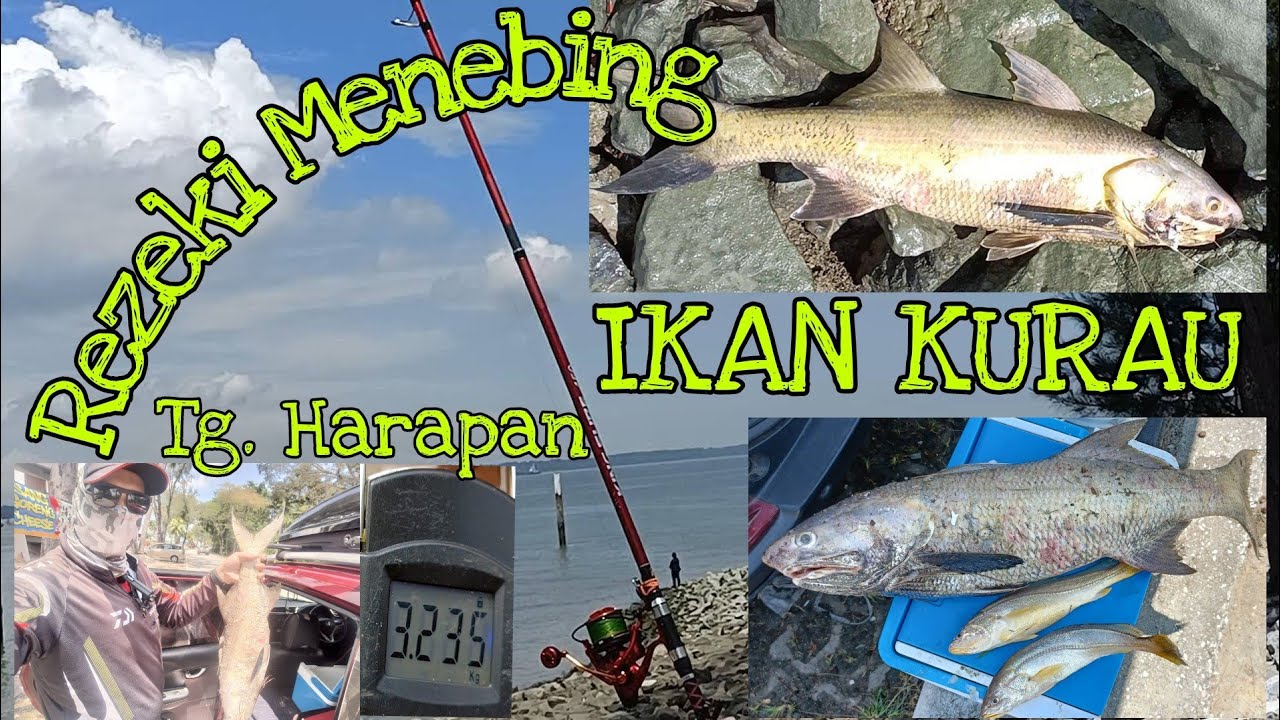 Strike Monster Kurau Tika Air Besar di Tanjung Harapan klang