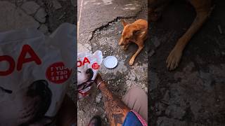 street dog was in empty stomach🥺